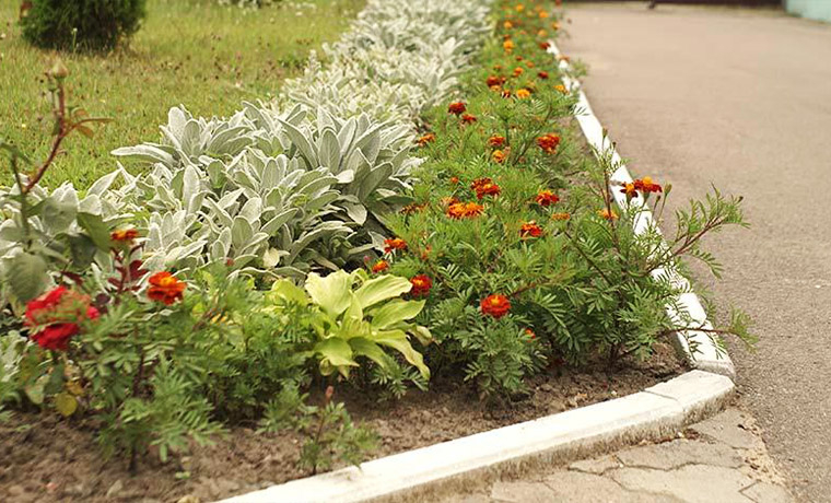 Fleurs à planter en automne, Hesdin, Laurent Paysagiste